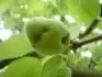plod meruky pokozen pravdpodobn zobonoskou ovocnou nebo palkou podzimn