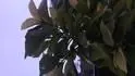Magnolie - hndnut list