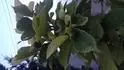 Magnolie - hndnut list
