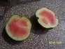 roubovan meloun kter nerostl na geotextilii
