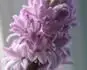 Obrzek Hyacint detail