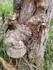 Pvodn matersk strom tepu