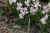 Hyacinty venku
