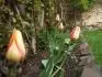 vdn tulipny
