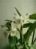 uren nzvu orchideje