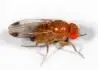 Drosophila suzuki