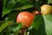 Obrzek Orangered 11jun14 - prvy plod