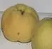 Plstnat plod jablkovitho tvaru s velkmi kalinmi lstky