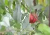 Prv a jedin plod nektarinky Shraz na strome 28.6. 