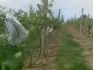 Naokovan Pinotin pred kvetom. Vavo suchom a holomrazom trpen medziradie vysiate pred zimou, vpravo vinohrad suseda s nsledkami mrazu 18.5.2012
