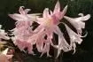 Obrzek Amaryllis belladonna