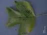 Obrzek lyriodendron