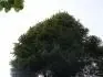 Obrzek Picea abies
