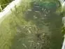 Rybky z akvria v chovn sti  pi letnm chovu venku v jezrku , r. 2009.