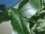 Padn listu u citrusu