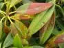Nemoc list rhododendronu