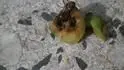 Obrzek larvy plodomorky 