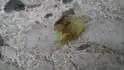 larvy plodomorky uvnit plodu