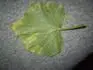 uhorkov list