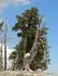  Borovice (Pinus Longaeva) nejstar exempl 5065 let 