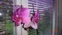 fialka orchidej