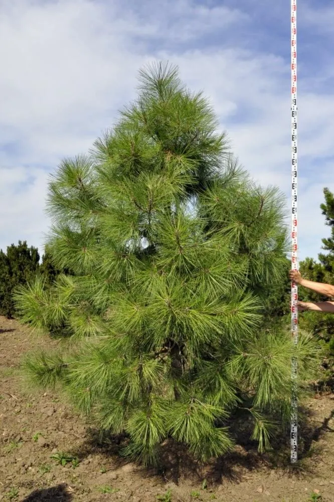 Obrzek Pinus ponderosa