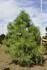 Obrzek Pinus ponderosa