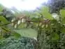 kiwi kolomikta - samice