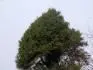 Obrzek Picea a.