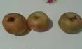 Obrzek jablko c.6