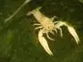 Procambarus clarkii snow white 