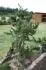 Pinus banksiana Arctis