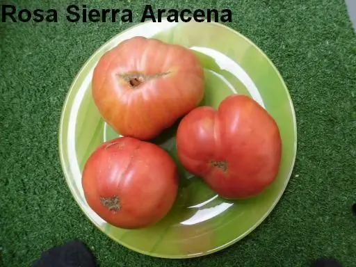 Obrzek Rosa Sierra Aracena