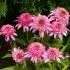 Echinacea x 'Pink Double Delight'