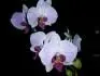 Obrzek orchidej