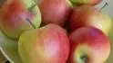 Pre milovnkov sladch jabk je doma dopestovan nestriekan Pinova ozajstnou aromatickou pochkou.