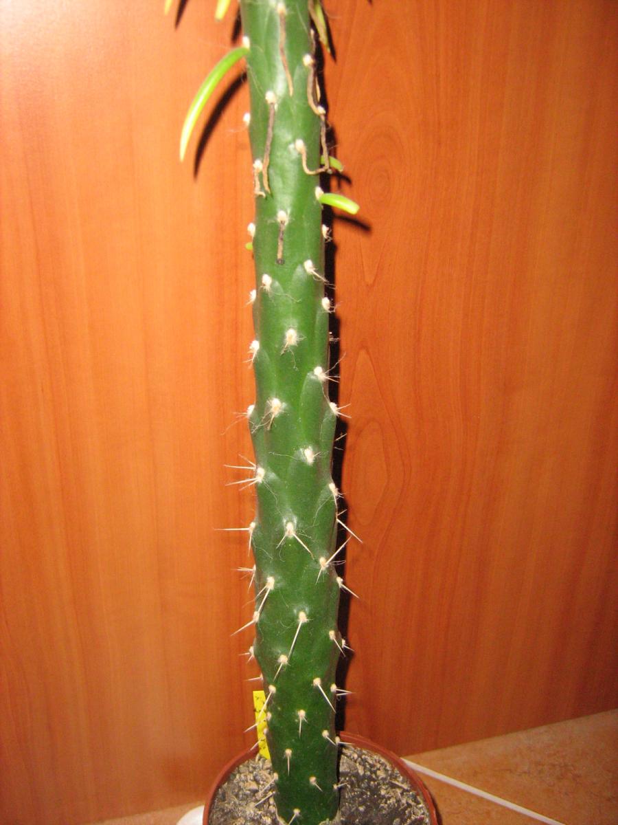 Obrzek kaktus