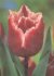 Tulipn Canasta