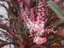 Dracaena ohranien (alebo marginata)- kvety