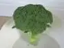 Brokolice skl. 30. ervna