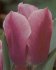 Tulipn Holand Beauty