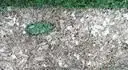 Otisk kamene nad Lexanem ve splenm plevelu