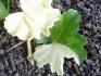 Pelargonium albinum1