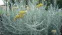 Maggi bylinka, smil italsk (Helichrysum italicum)