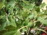 ficus carica
