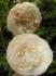 Eden Rose 85 z astolovic