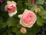 Eden Rose 85 od Pelcovch