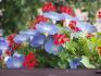 pevisl mukty a haevy blue