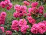 rosarium uetersen