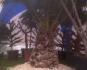 Phoenix canariensis v Praze